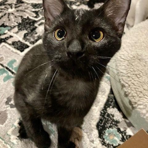 Enlarge Zinc, a Adoptable Domestic Short Hair in Lake Orion, MI image 2/6