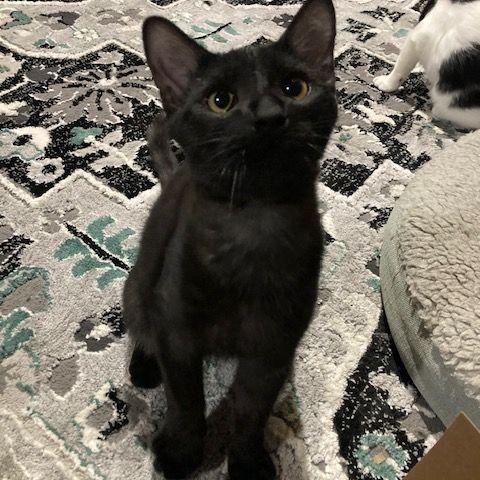 Enlarge Zinc, a Adoptable Domestic Short Hair in Lake Orion, MI image 3/6