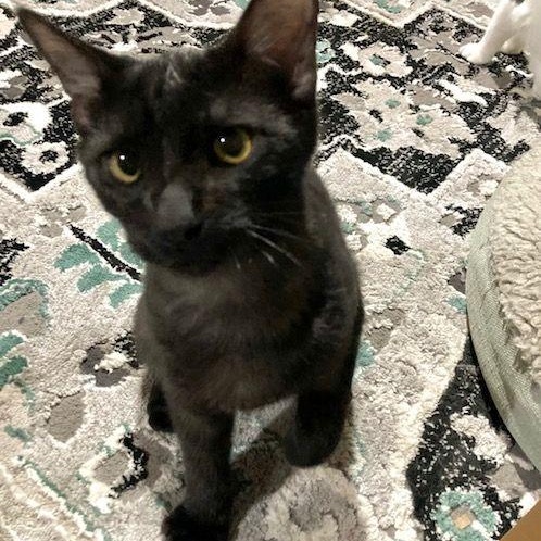 Enlarge Zinc, a Adoptable Domestic Short Hair in Lake Orion, MI image 4/6