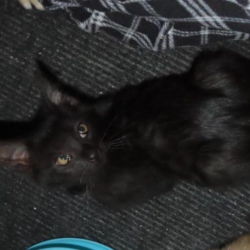 Zinc, Baby Male Domestic Short Hair