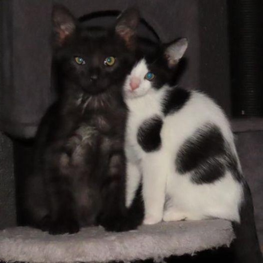 Enlarge Zinc, a Adoptable Domestic Short Hair in Lake Orion, MI image 5/6