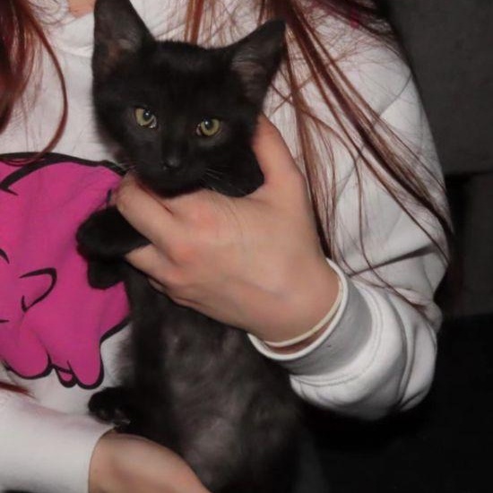 Enlarge Zinc, a Adoptable Domestic Short Hair in Lake Orion, MI image 6/6