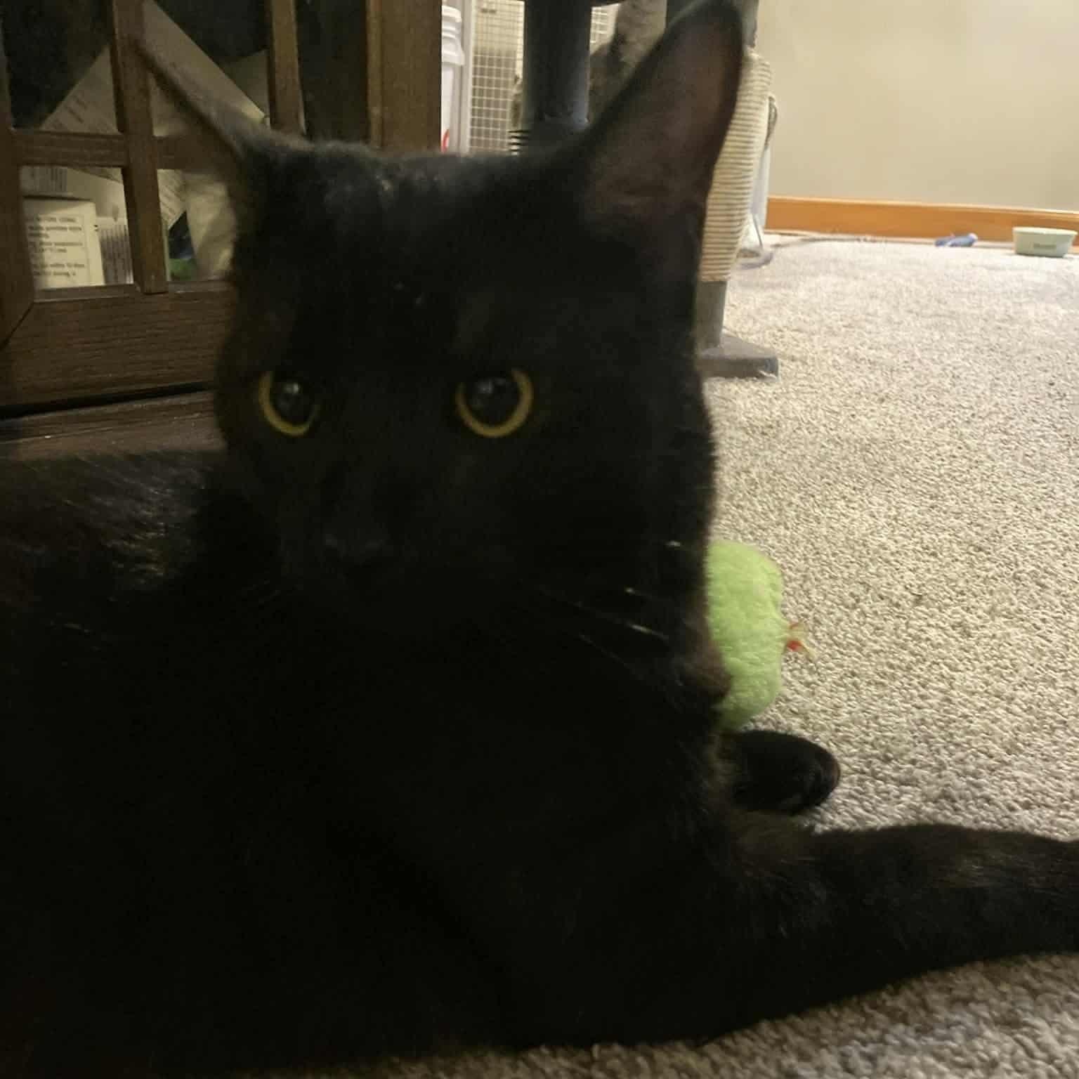 Enlarge Zinc, a Adoptable Domestic Short Hair in Lake Orion, MI image 1/6