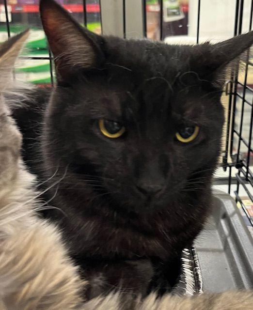 Zinc, Adoptable, Young Male Domestic Short Hair.