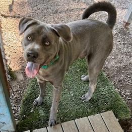 Troubles-Foster Care, Adoptable, Adult Male Pit Bull Terrier & Chow Chow.