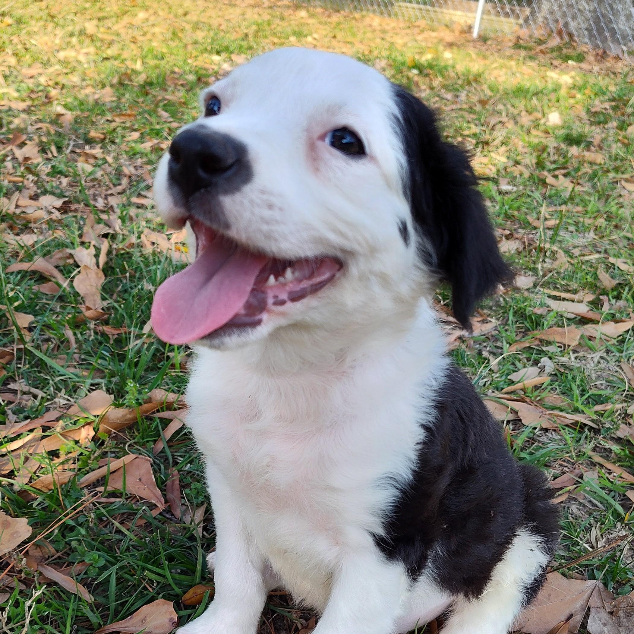 Dolly - Smart, Playful and Friendly — thumbnail 4