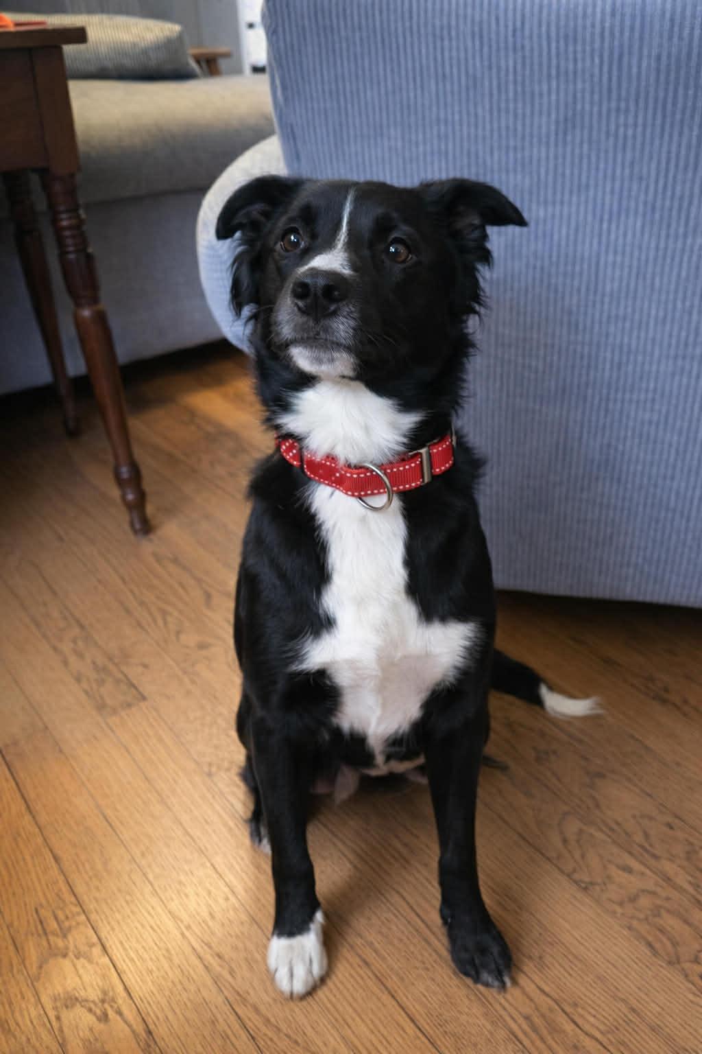 Dolly - Smart, Playful and Friendly — thumbnail 5