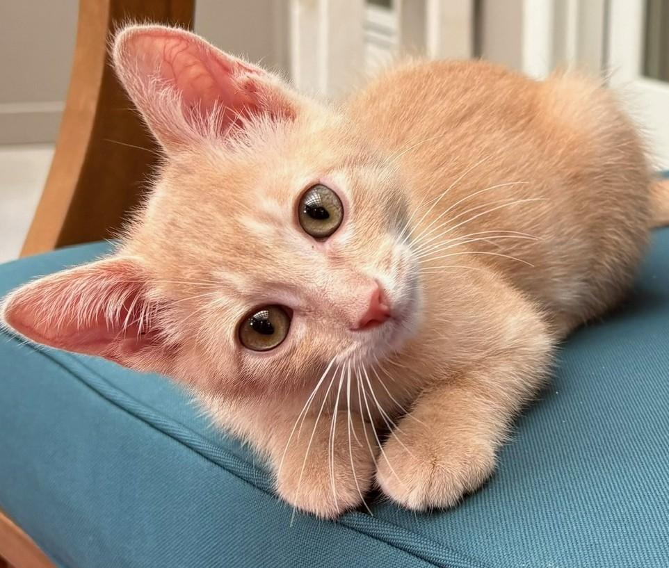 Chai, a ADOPTABLE Domestic Short Hair in Austin, TX image 2/6