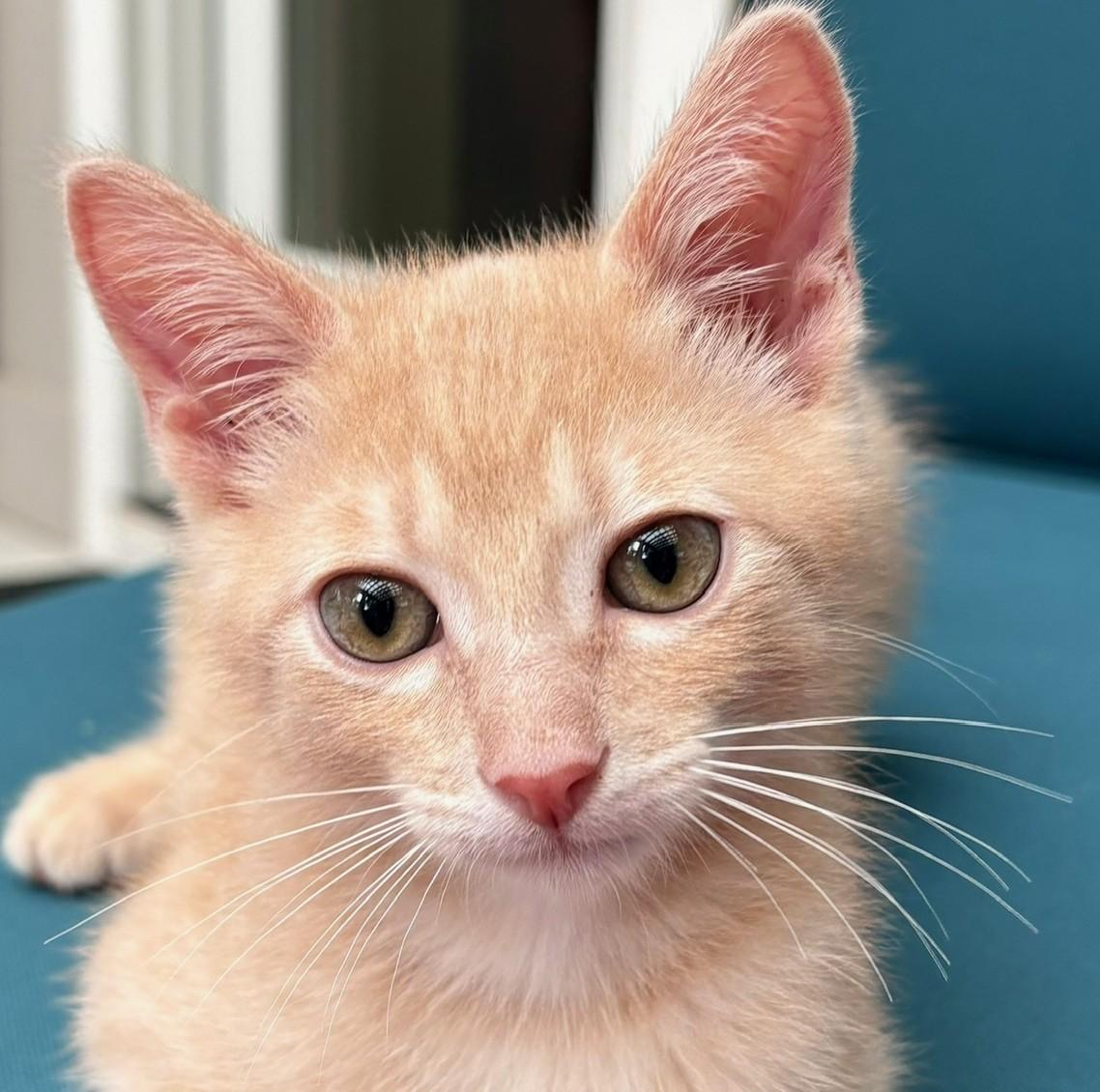 Chai, a ADOPTABLE Domestic Short Hair in Austin, TX image 1/6