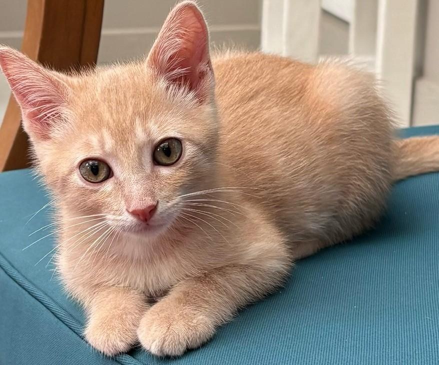 Chai, a ADOPTABLE Domestic Short Hair in Austin, TX image 6/6
