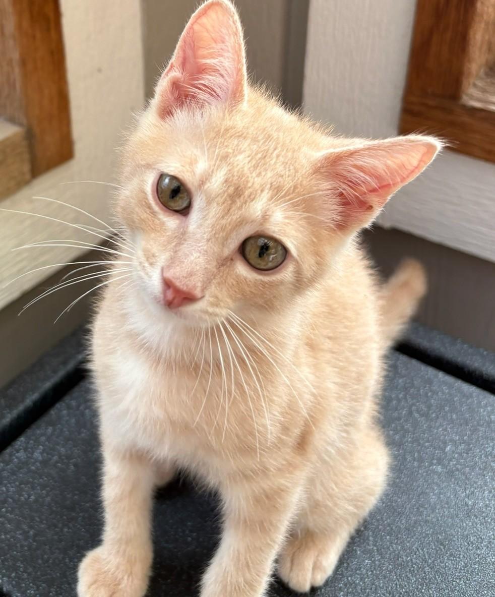 Chai, a ADOPTABLE Domestic Short Hair in Austin, TX image 5/6