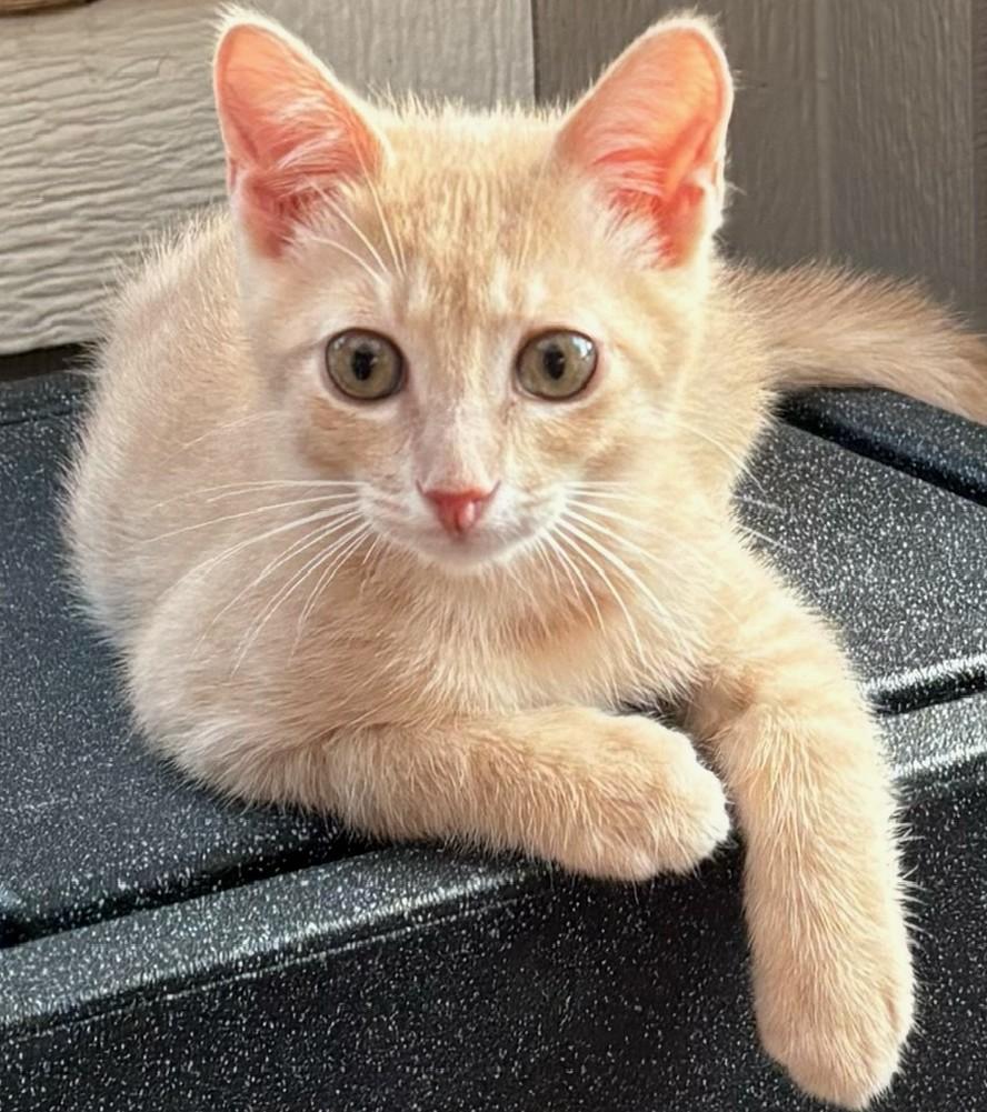Chai, a ADOPTABLE Domestic Short Hair in Austin, TX image 4/6