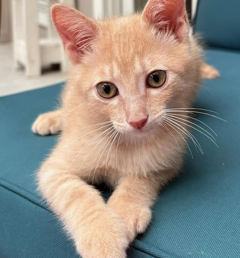 Chai, a ADOPTABLE Domestic Short Hair in Austin, TX image 3/6