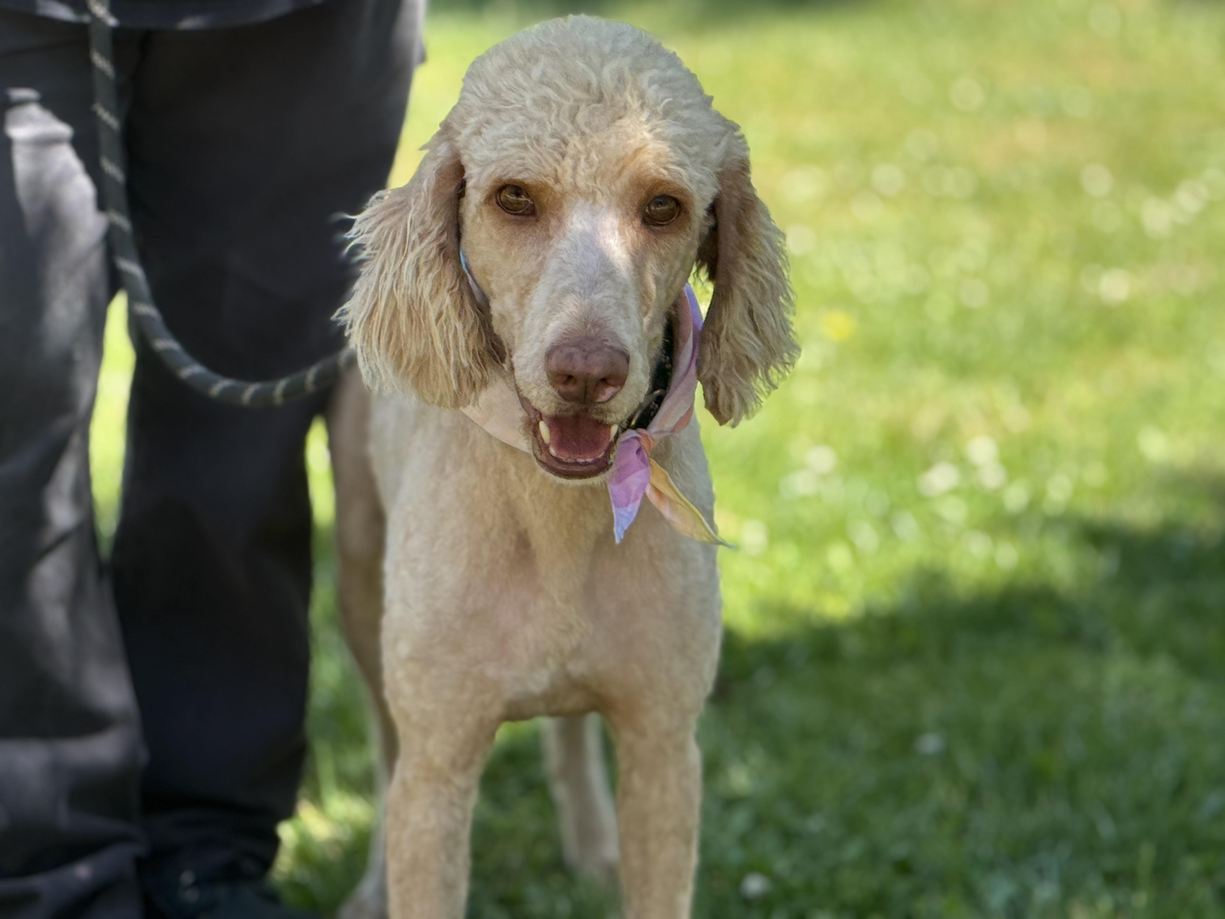 Enlarge Shandy, an adopted Poodle in Richmond, VA image 3/6