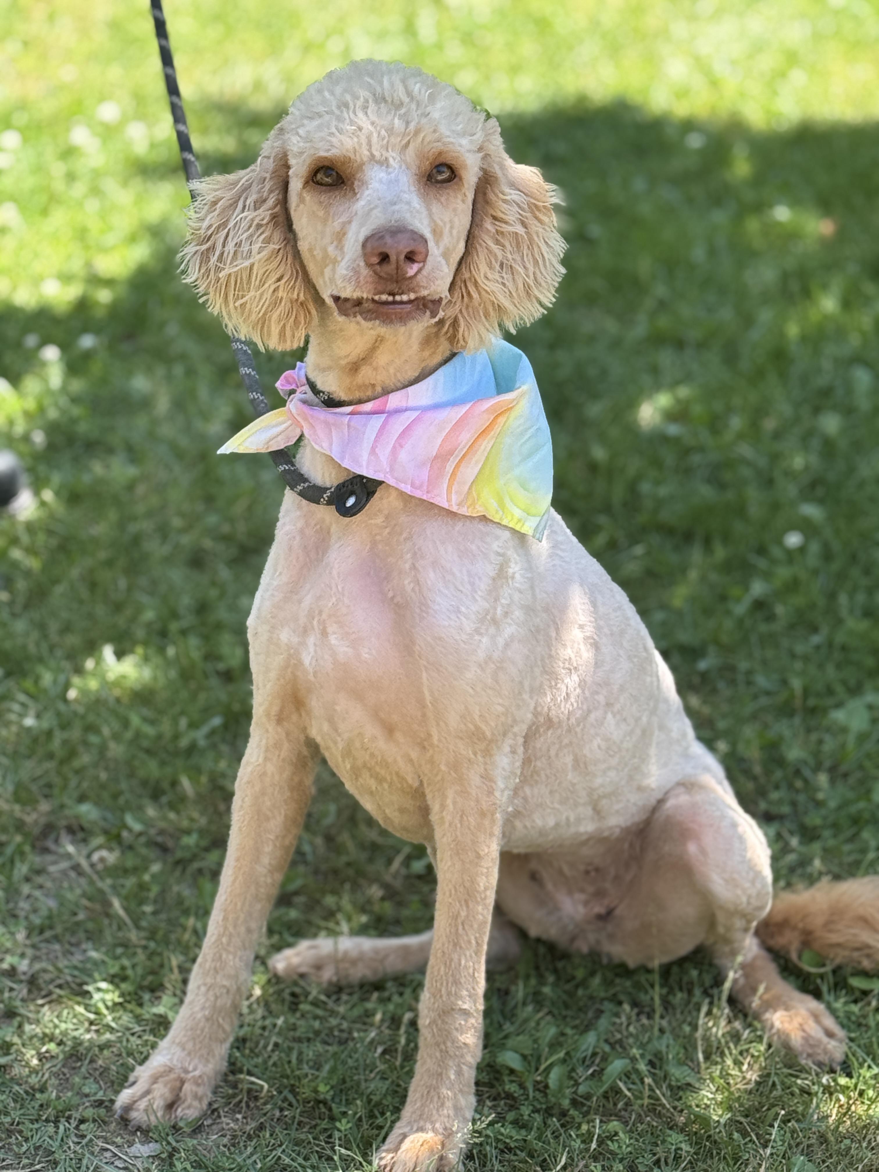 Enlarge Shandy, an adopted Poodle in Richmond, VA image 4/6