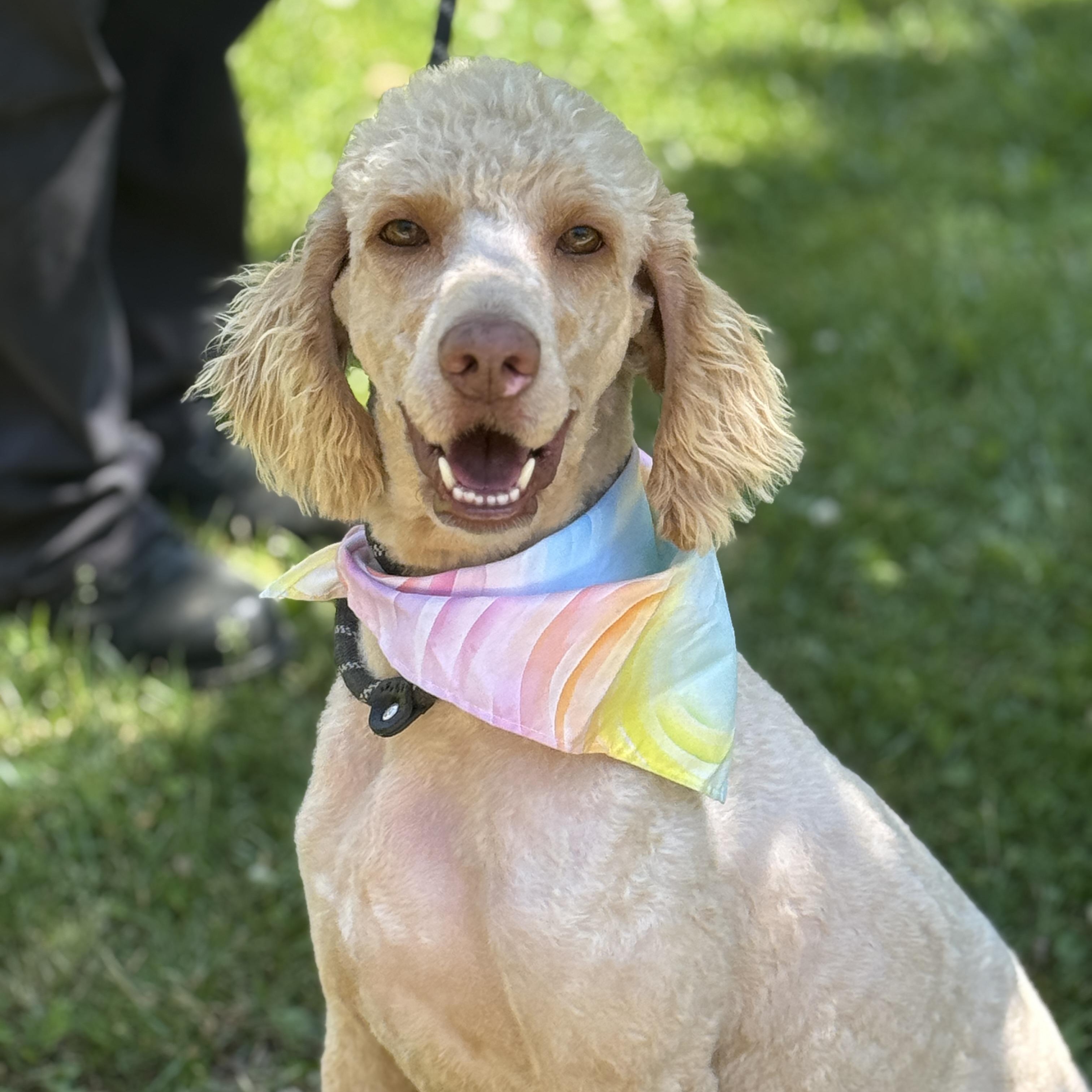 Shandy, adopted, Young Female Poodle.