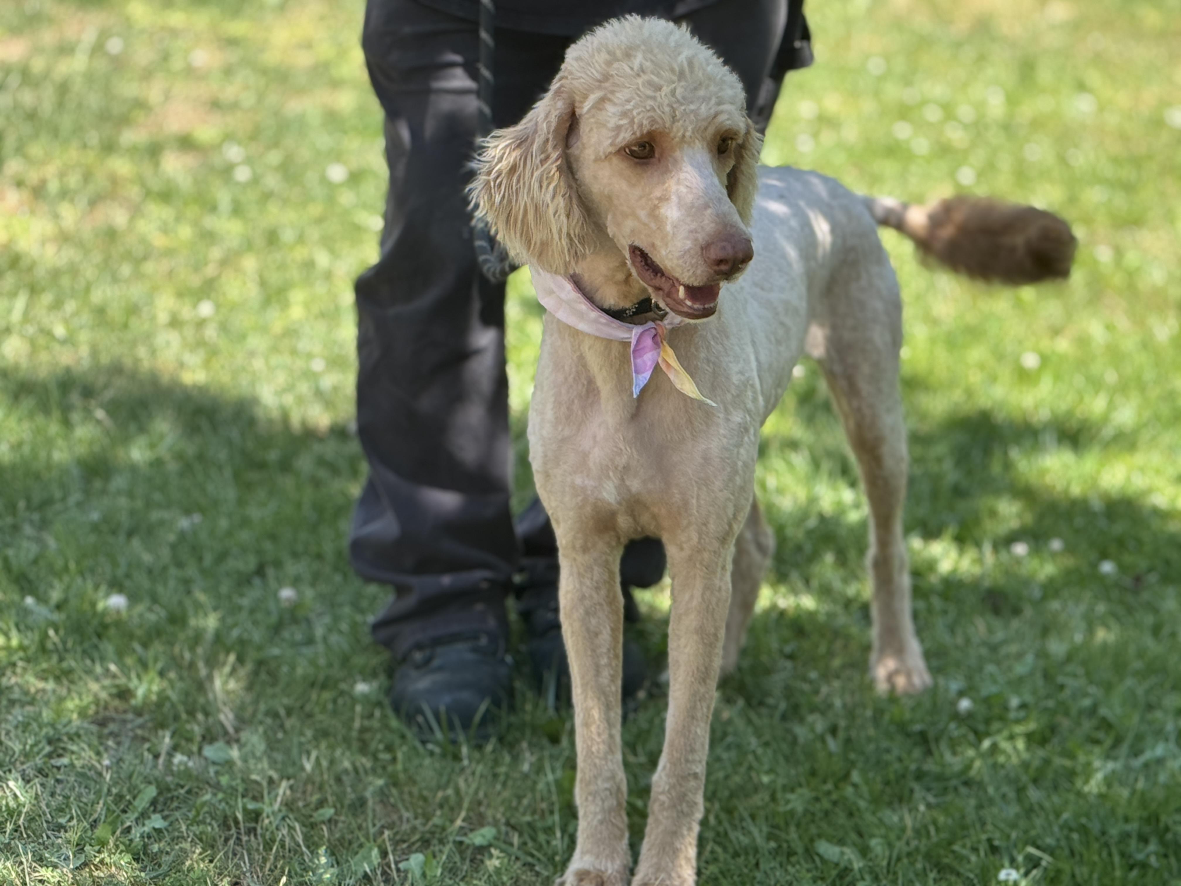 Enlarge Shandy, an adopted Poodle in Richmond, VA image 5/6