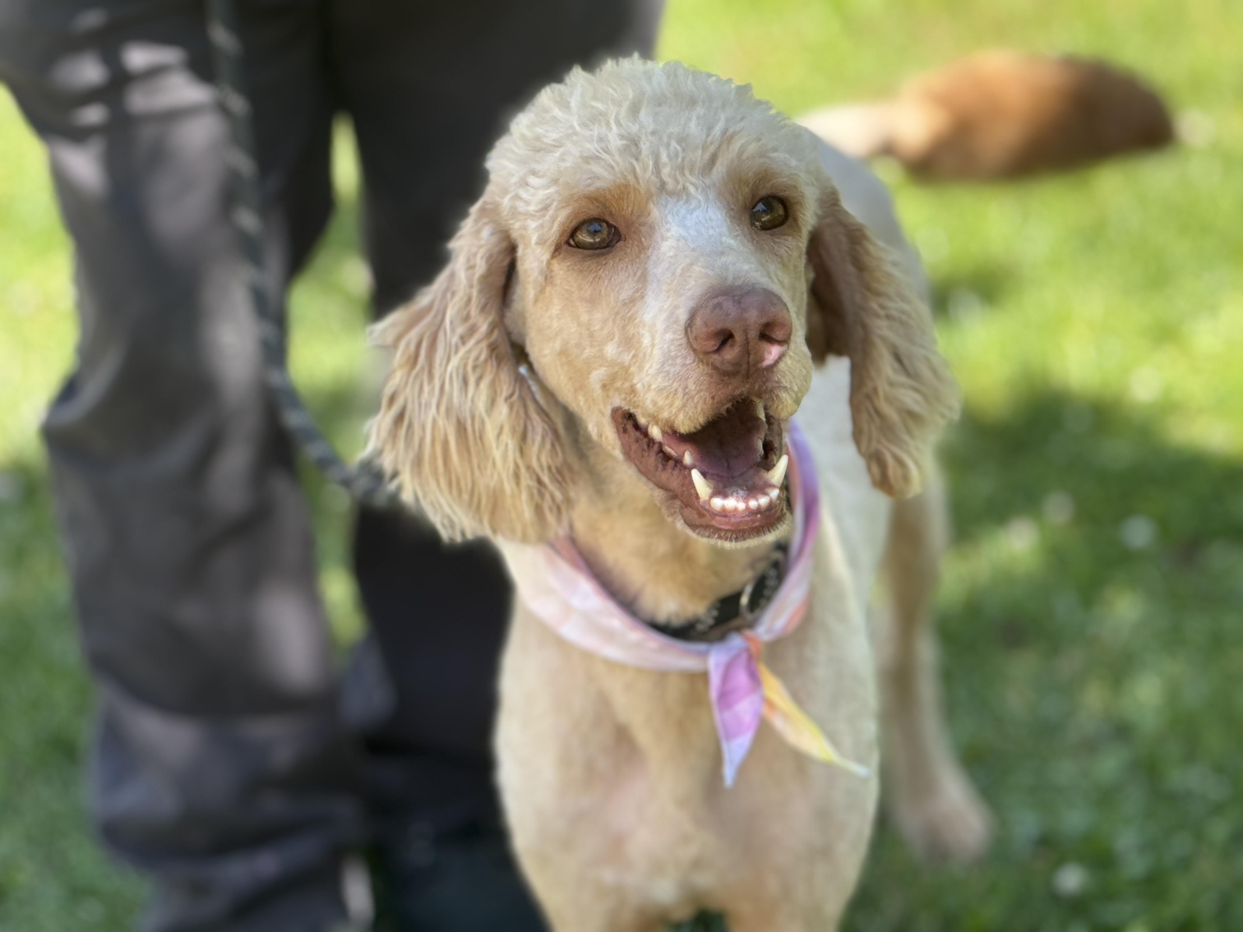 Enlarge Shandy, an adopted Poodle in Richmond, VA image 6/6