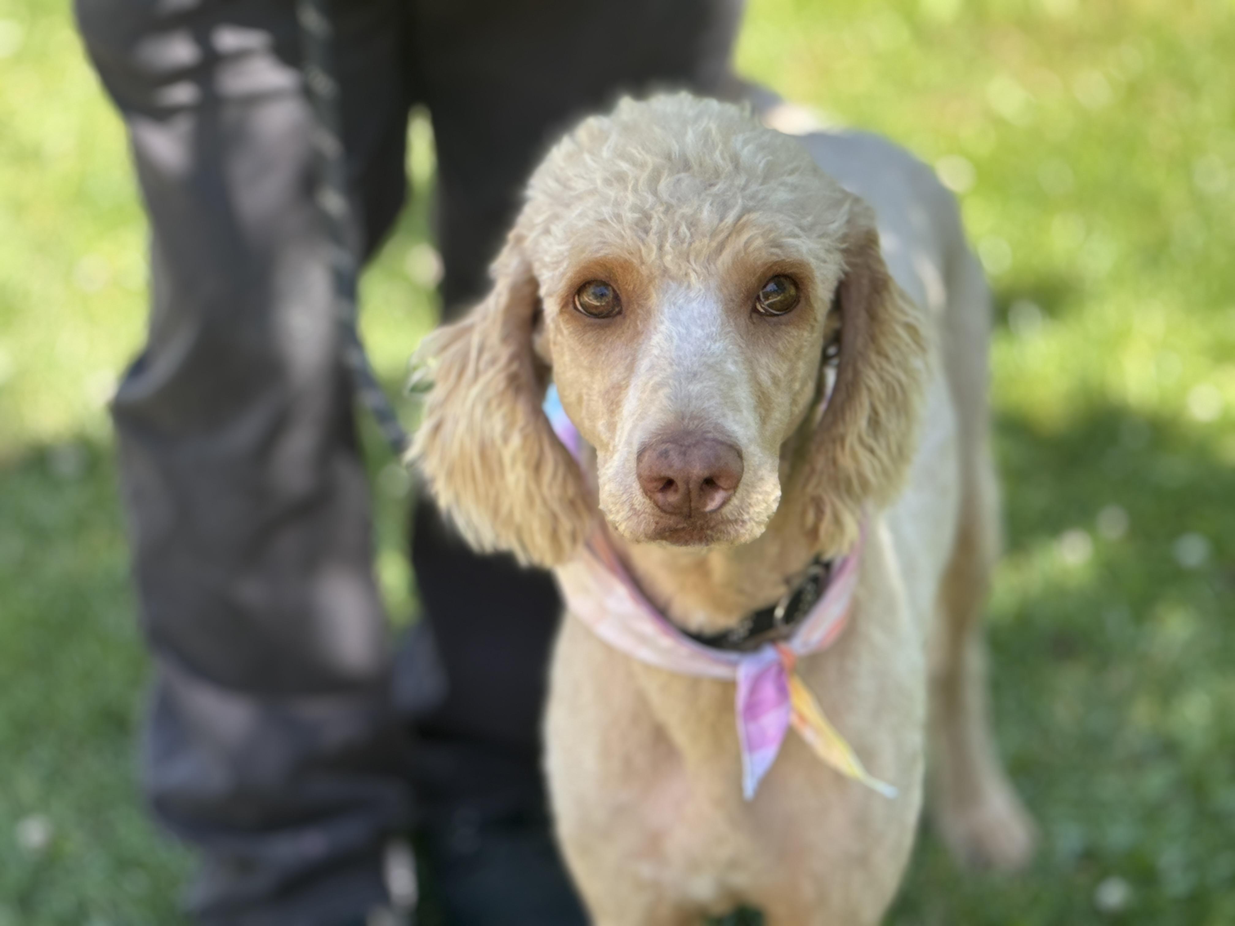 Enlarge Shandy, an adopted Poodle in Richmond, VA image 2/6