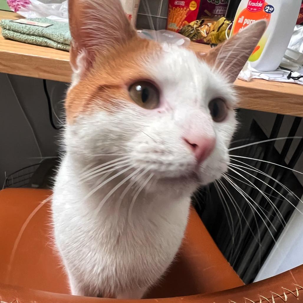 Pinot, Adoptable, Senior Male Domestic Short Hair.