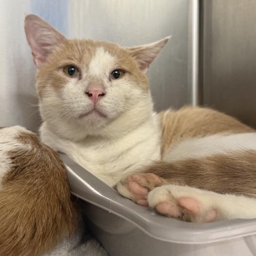 Enlarge Pinot, a Adoptable Domestic Short Hair in New York, NY image 2/6