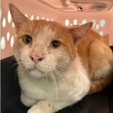 Enlarge Pinot, a Adoptable Domestic Short Hair in New York, NY image 3/6