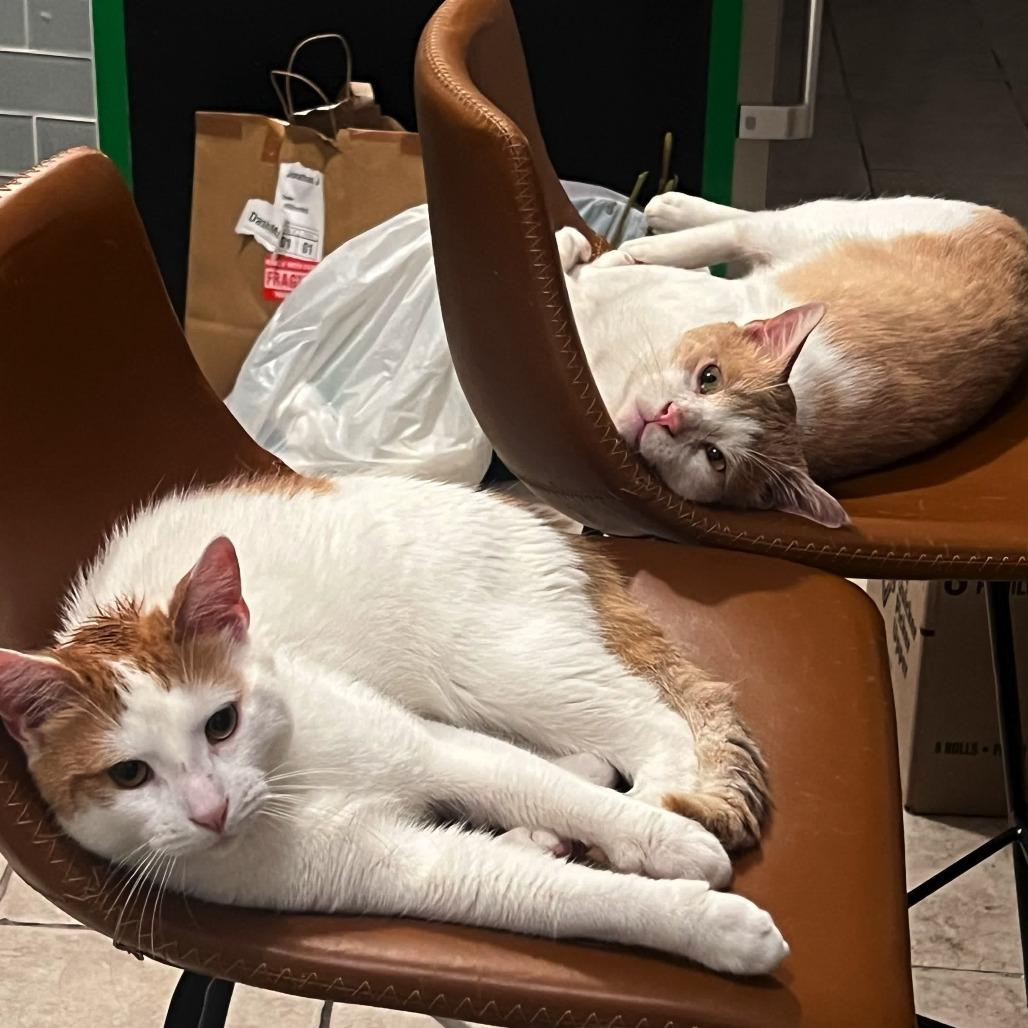 Enlarge Pinot, a Adoptable Domestic Short Hair in New York, NY image 4/6