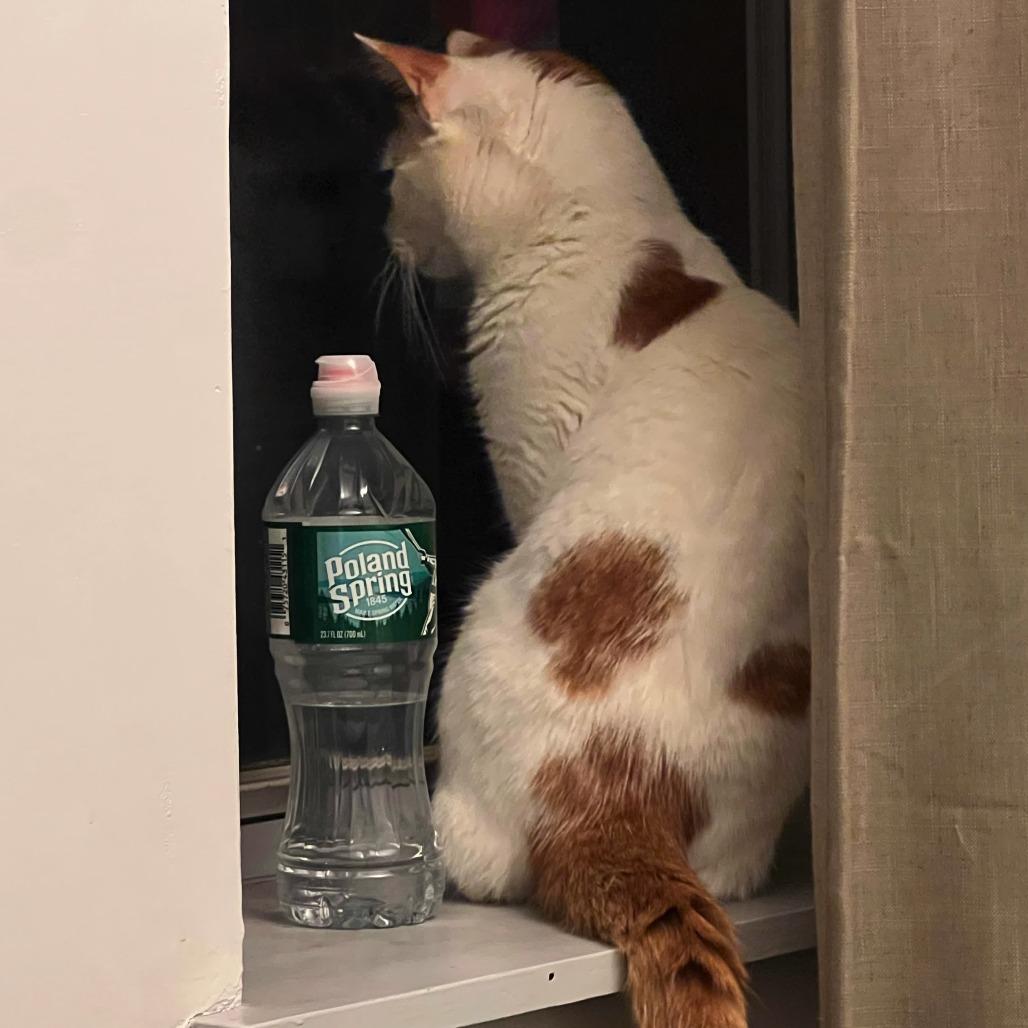 Enlarge Pinot, a Adoptable Domestic Short Hair in New York, NY image 5/6