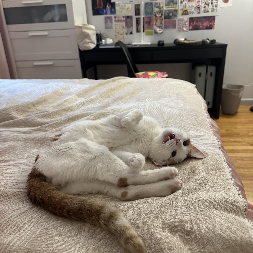 Enlarge Pinot, a Adoptable Domestic Short Hair in New York, NY image 6/6