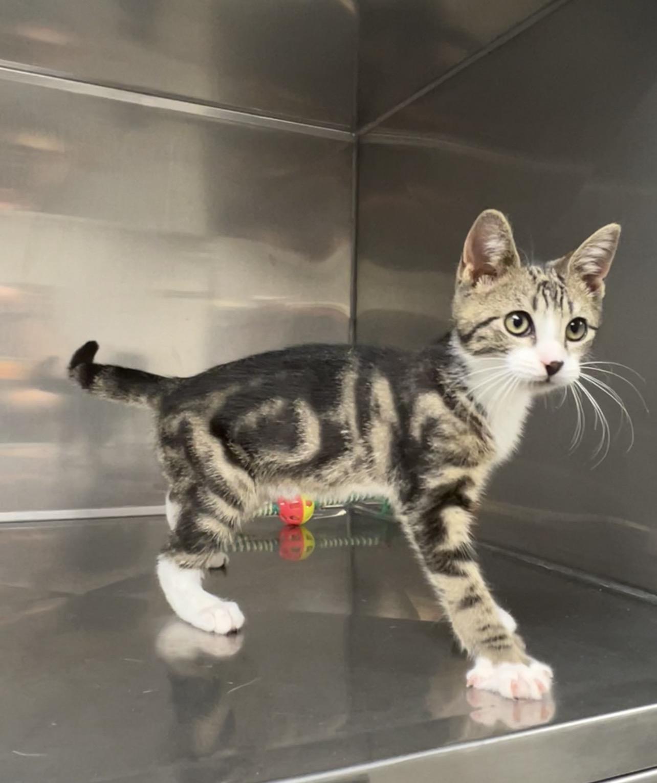 Hacksaw, adopted, Kitten Male Domestic Short Hair.
