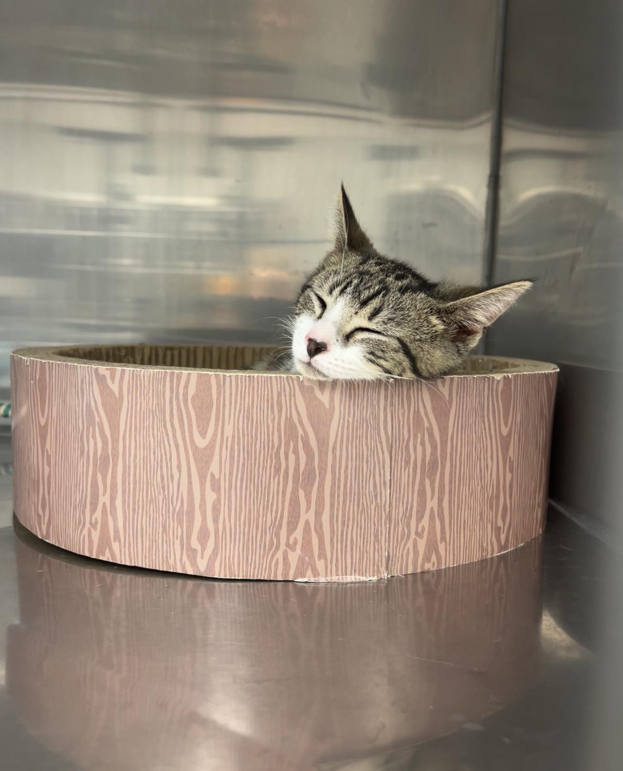 Hacksaw, an adopted Domestic Short Hair in Montville, NJ image 2/2