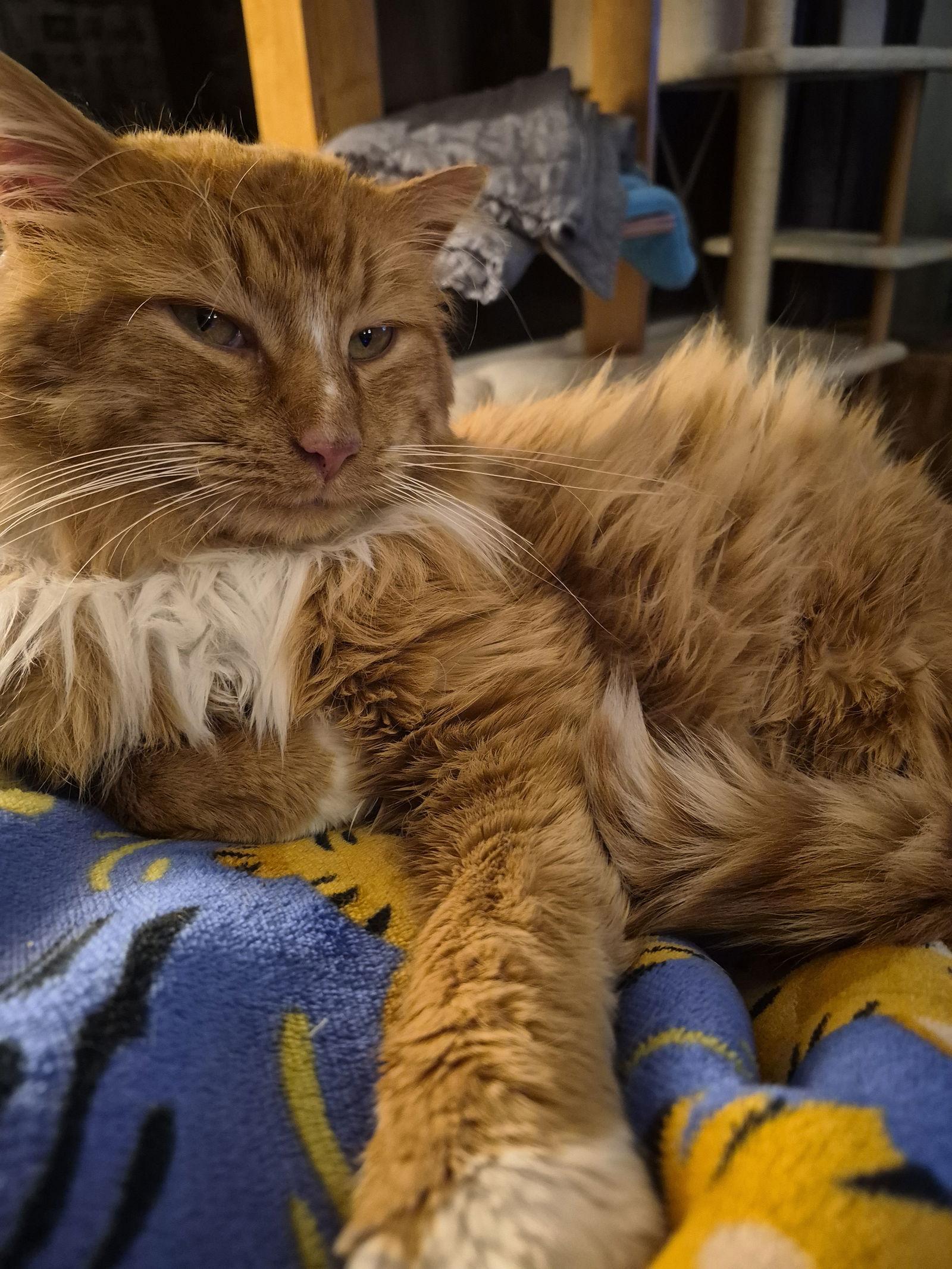 SOCKS, Adoptable, Young Male Domestic Long Hair.