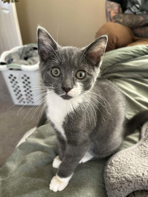 Basil, ADOPTABLE, Young Male Domestic Short Hair.