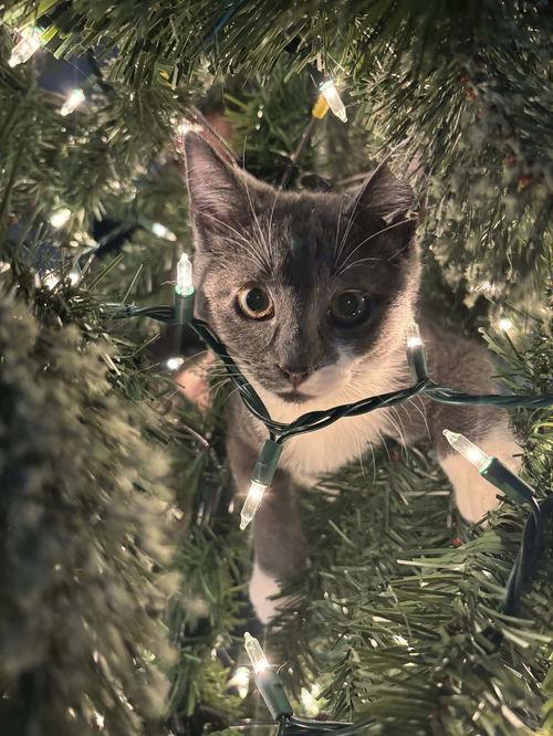 Enlarge Basil, a ADOPTABLE Domestic Short Hair in Mount Royal, NJ image 2/2