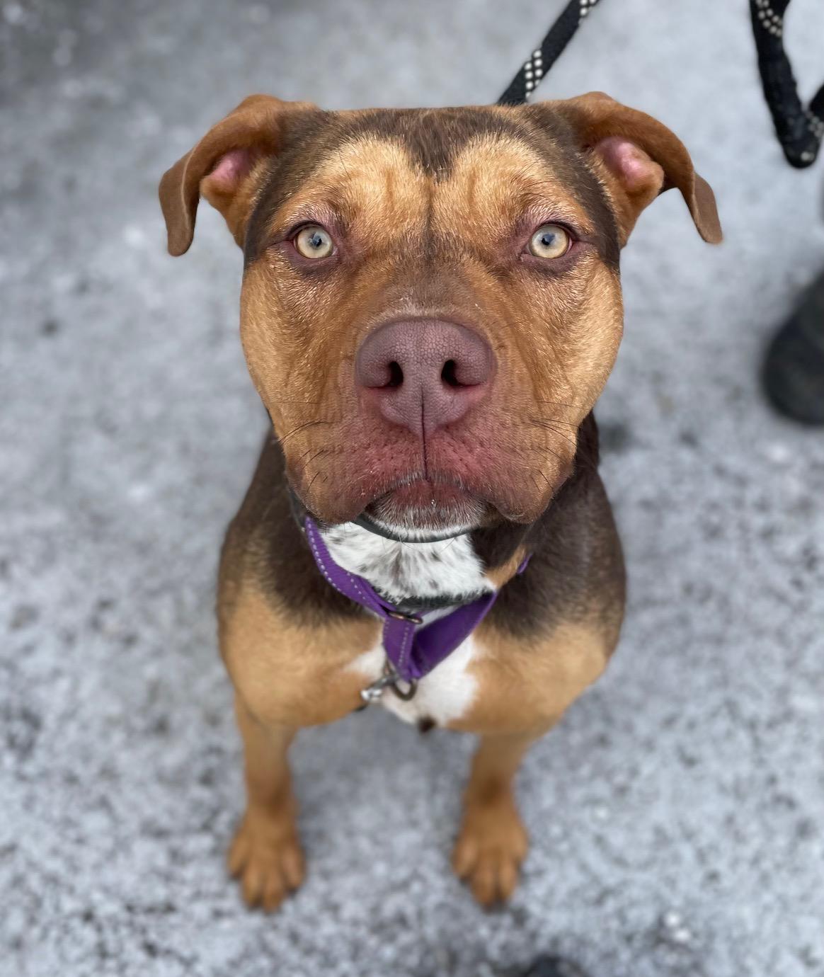 Enlarge Luna, a Adoptable mixed breed in Honesdale, PA image 2/5