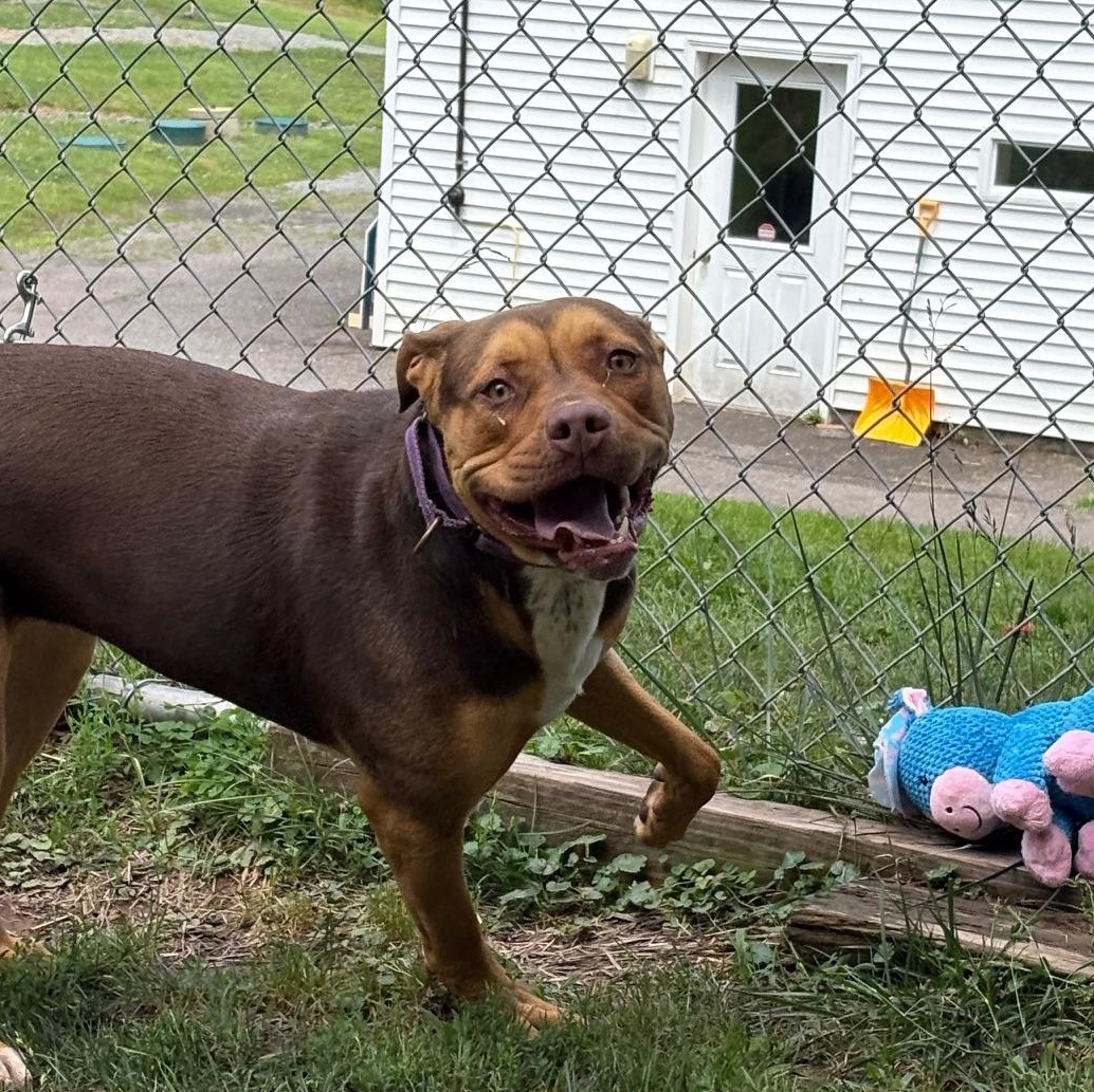 Enlarge Luna, a Adoptable mixed breed in Honesdale, PA image 3/5