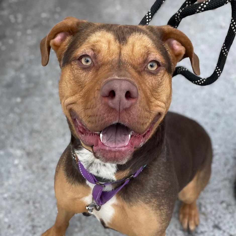 Enlarge Luna, a Adoptable mixed breed in Honesdale, PA image 1/5