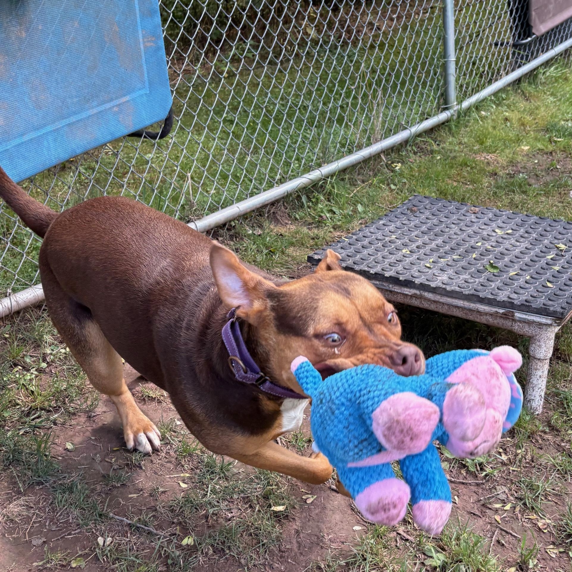 Enlarge Luna, a Adoptable mixed breed in Honesdale, PA image 5/5