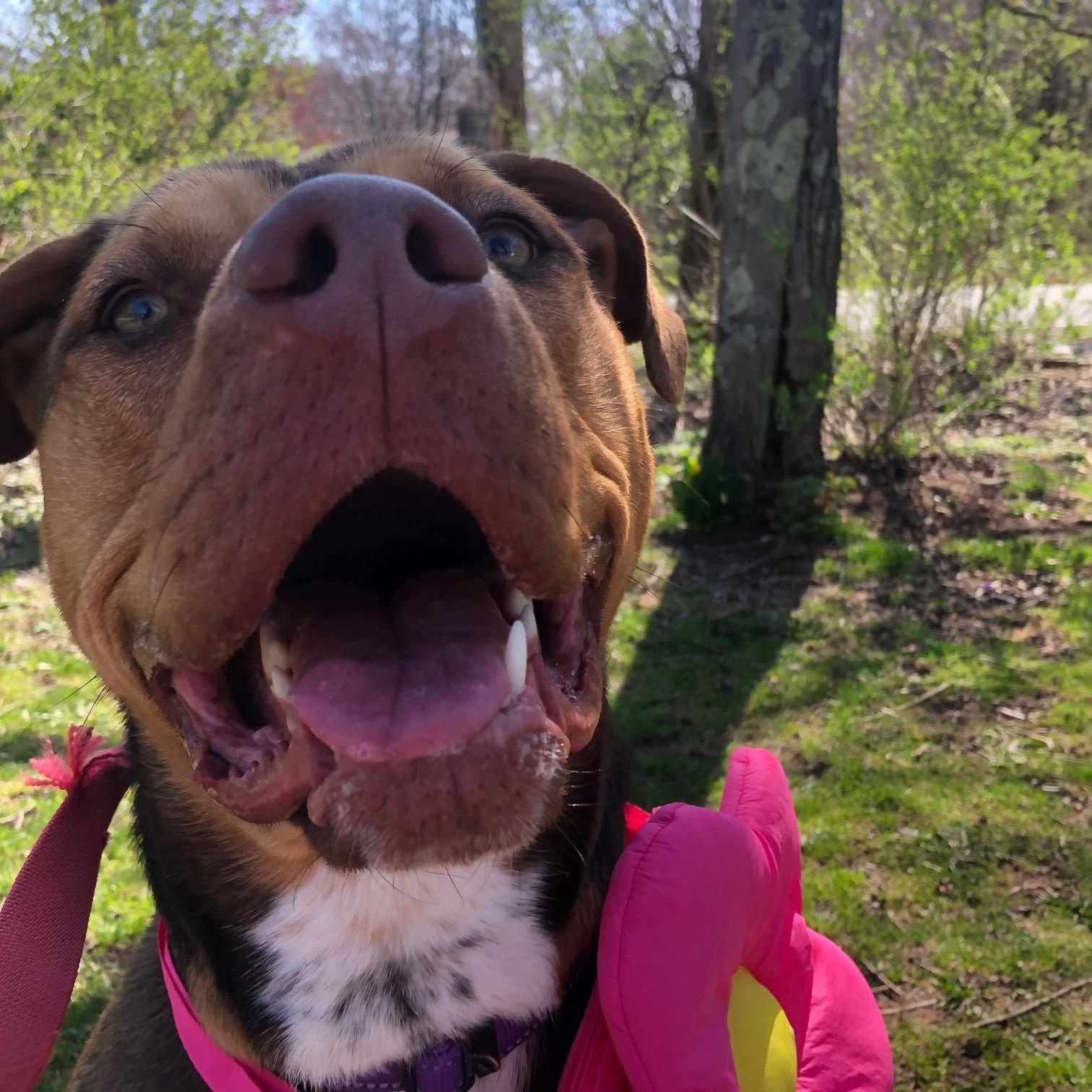 Luna, Adult Female Pit Bull Terrier