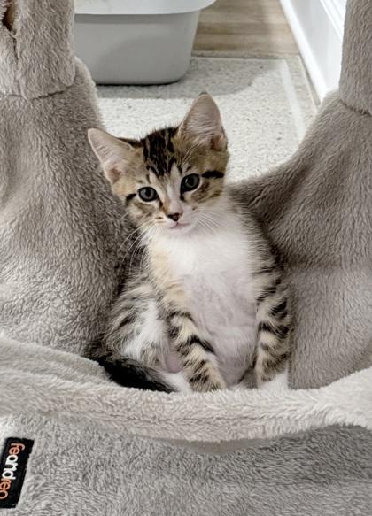 Jessie at PetSmart in Athens, GA, Adoptable, Kitten Female Domestic Short Hair.