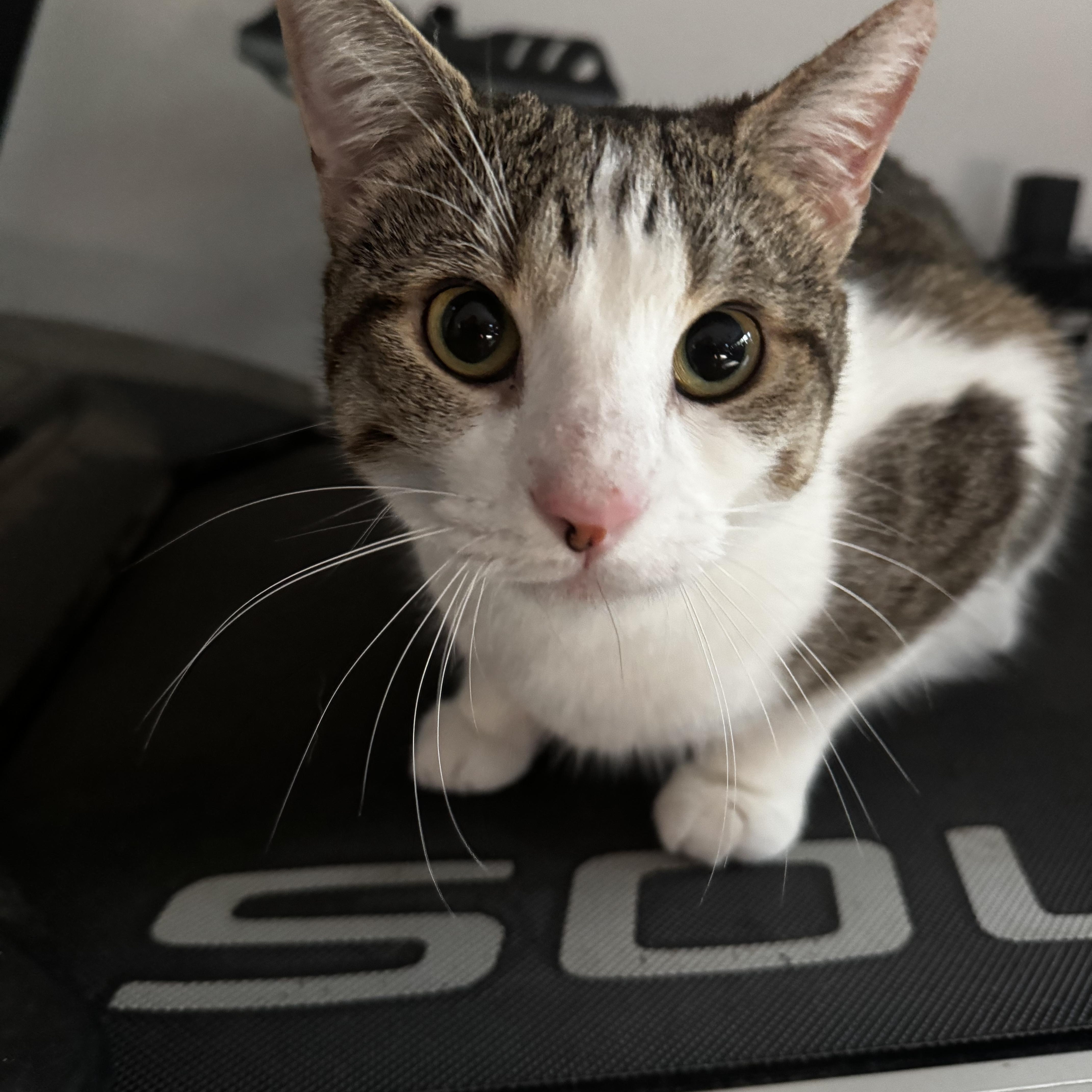 Rae And Star  thumbnail 3