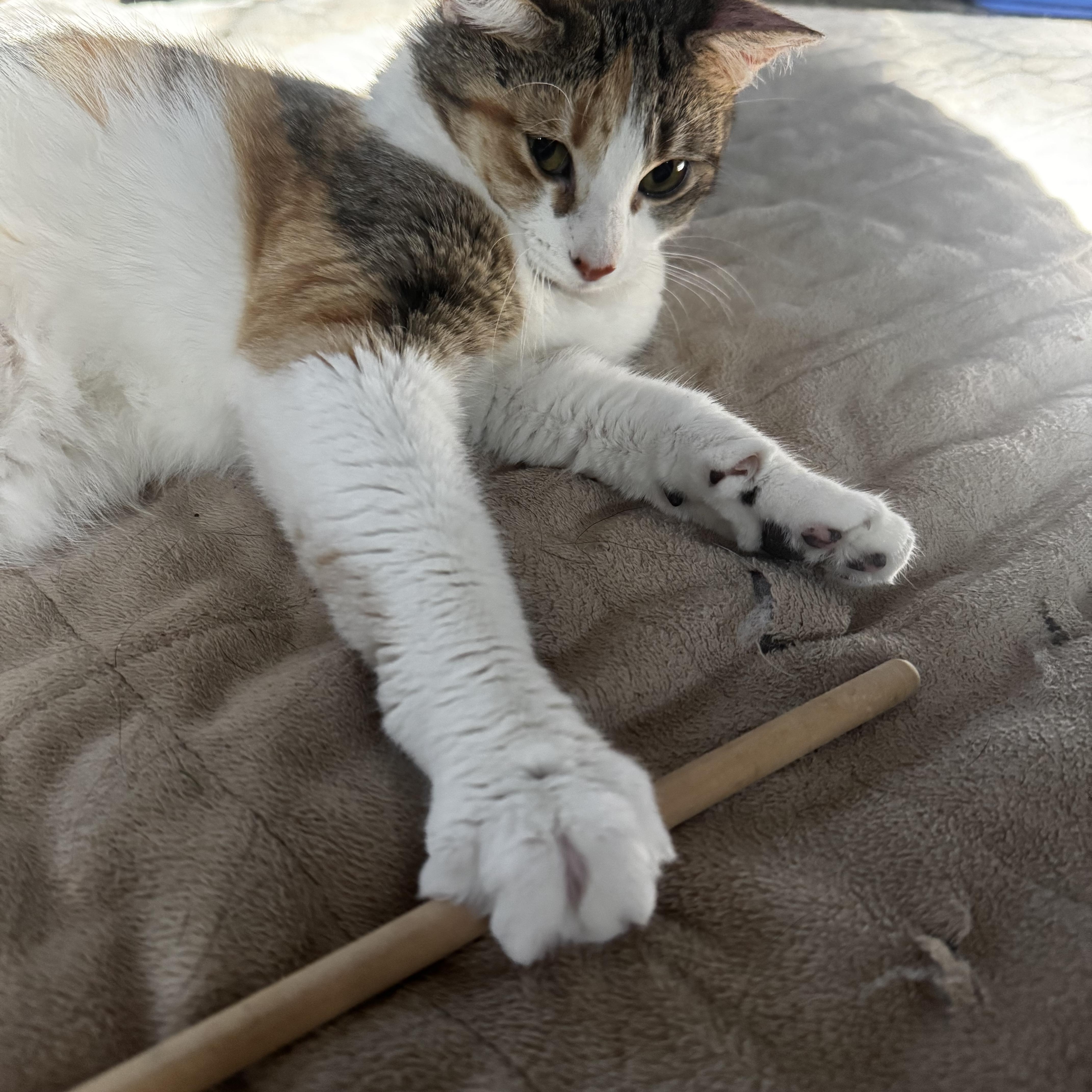 Rae And Star  thumbnail 4