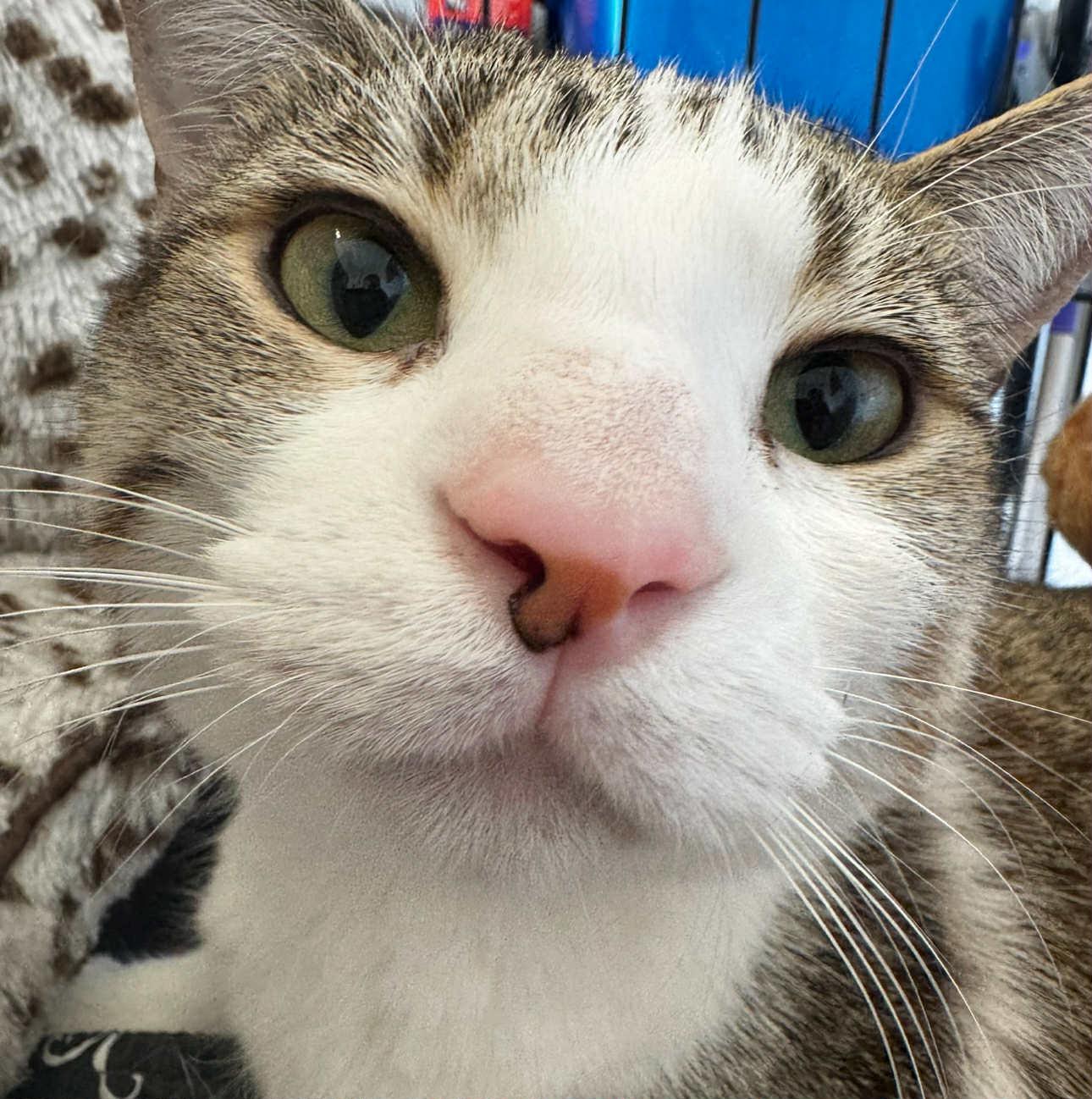 Rae And Star  thumbnail 2