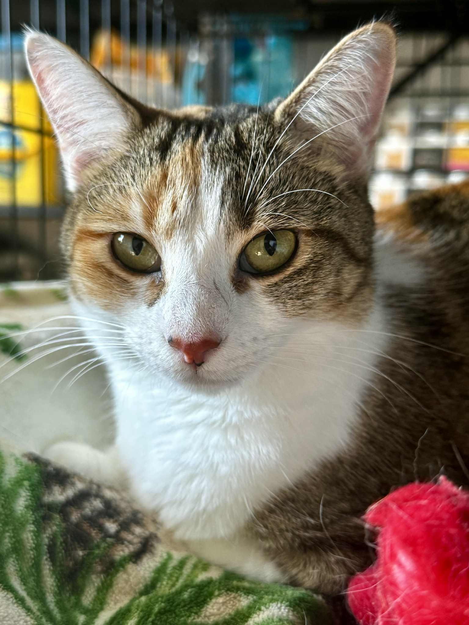 Rae And Star  thumbnail 6