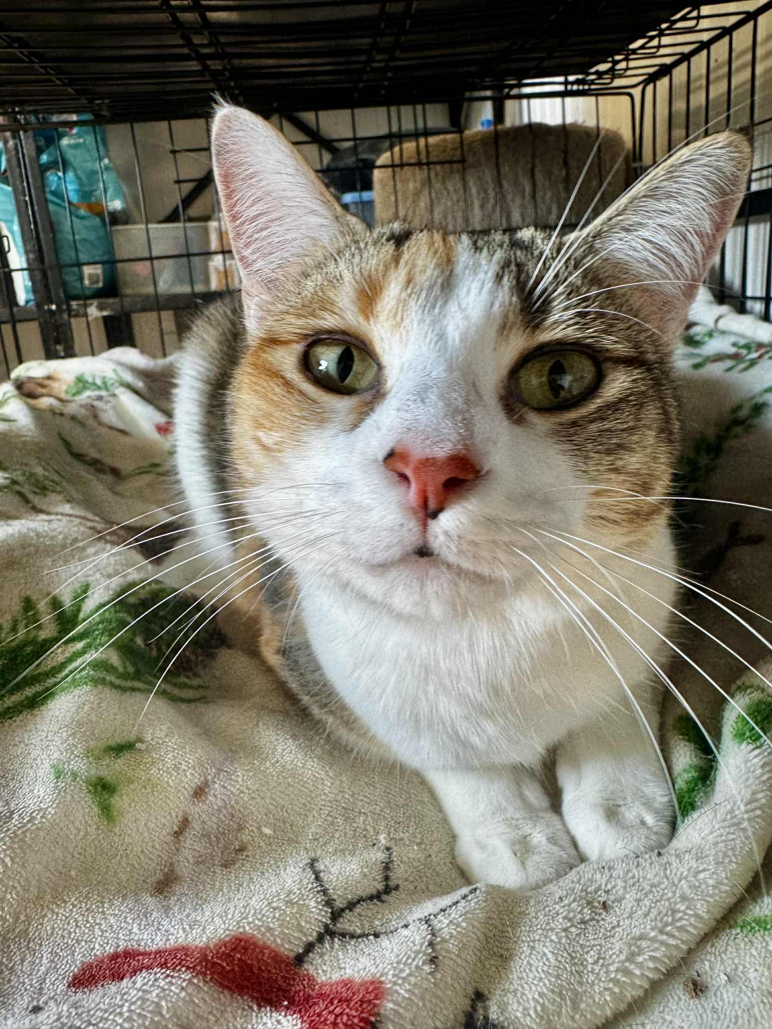 Rae And Star  thumbnail 7