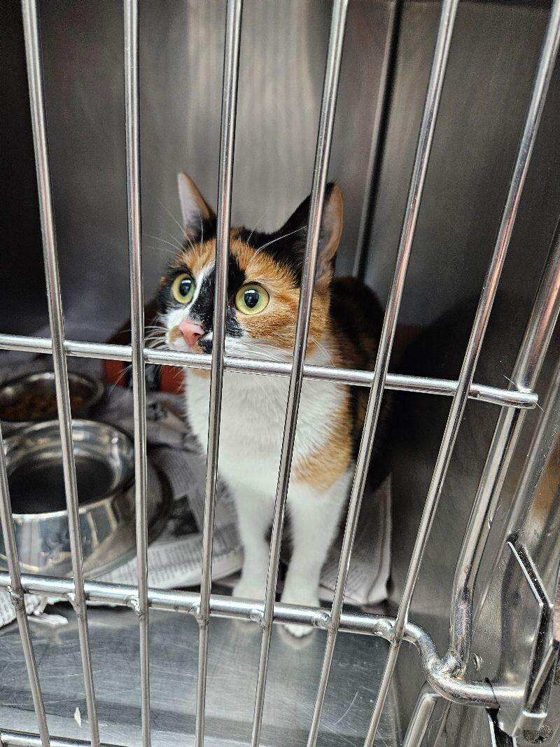 Sugar Boom Boom, Adoptable, Adult Female Domestic Short Hair.