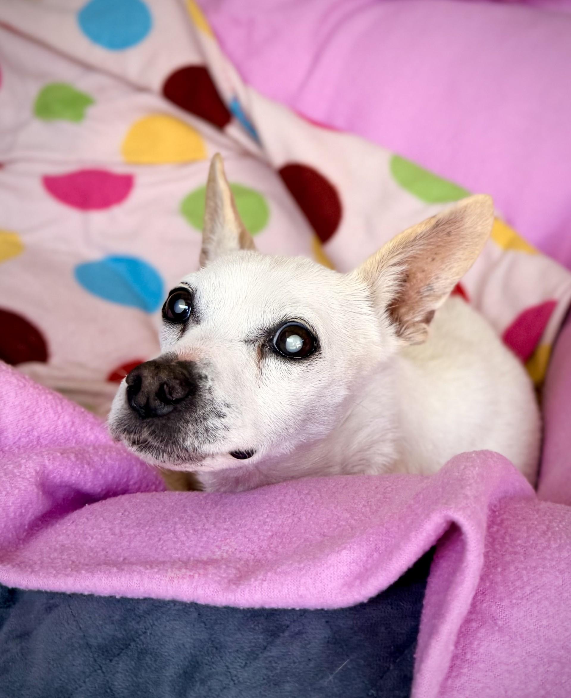 Enlarge Casper, a ADOPTABLE Chihuahua in Mount Juliet, TN image 1/1
