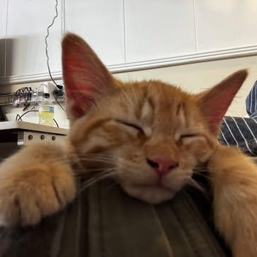 Egory, an adopted Domestic Short Hair in Owatonna, MN image 2/4