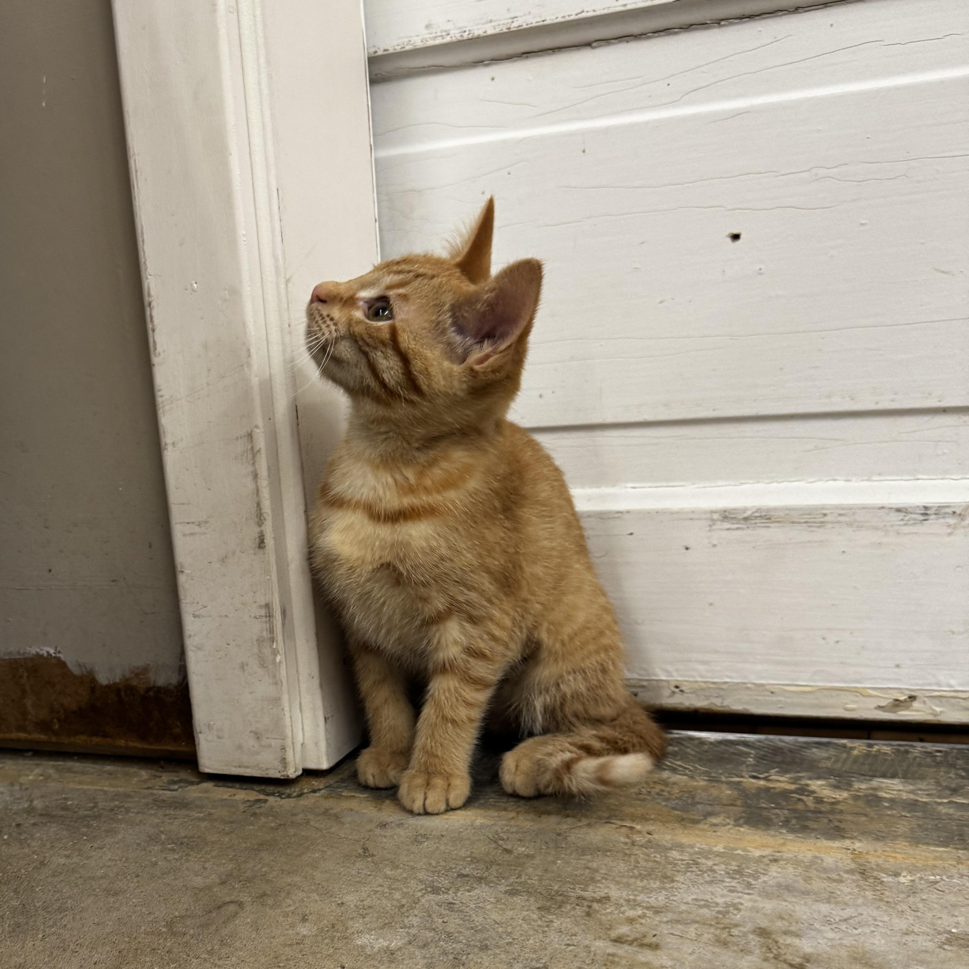 Egory, an adopted Domestic Short Hair in Owatonna, MN image 3/4