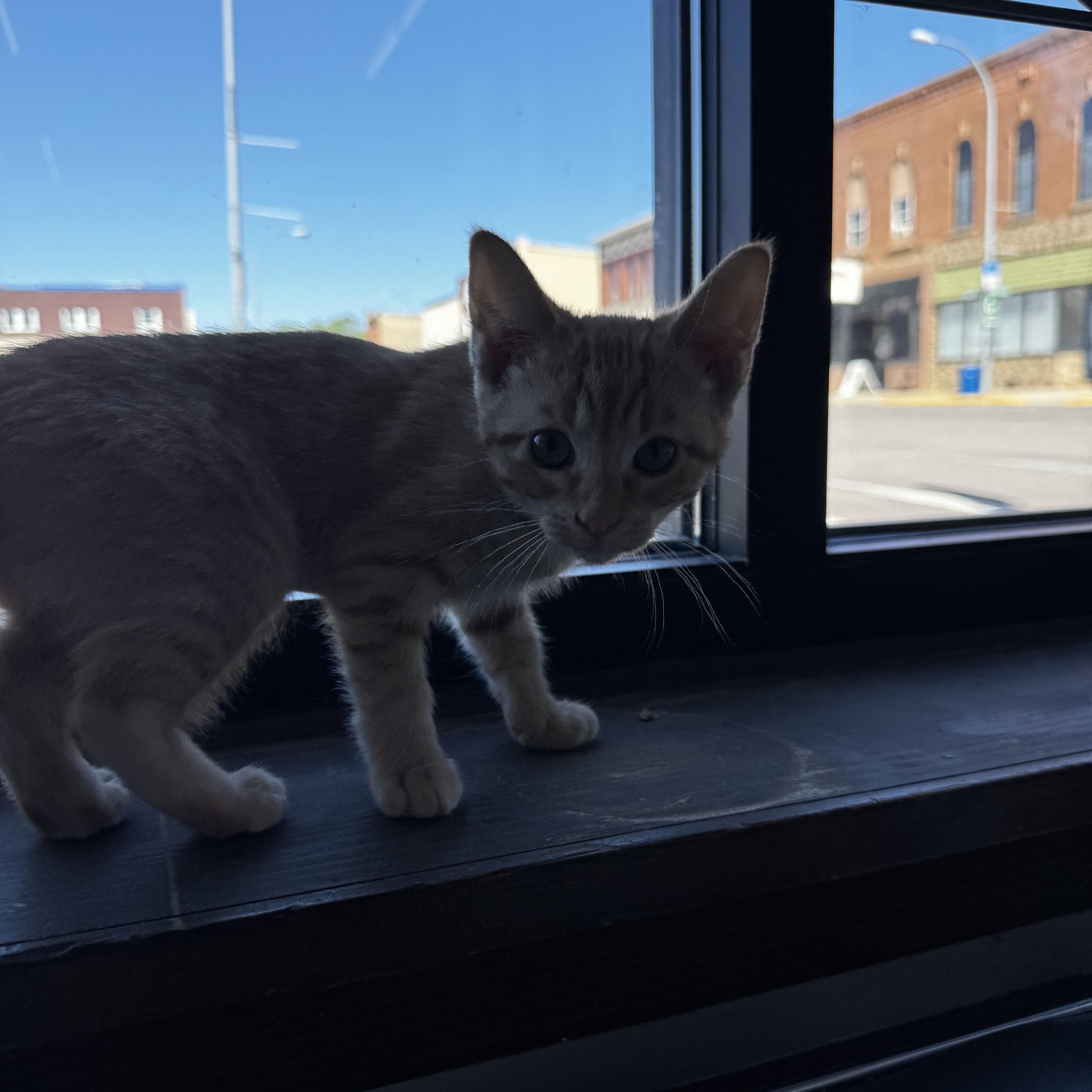 Egory, an adopted Domestic Short Hair in Owatonna, MN image 4/4